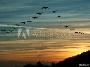 Obrázek Bird Migration at Sunset